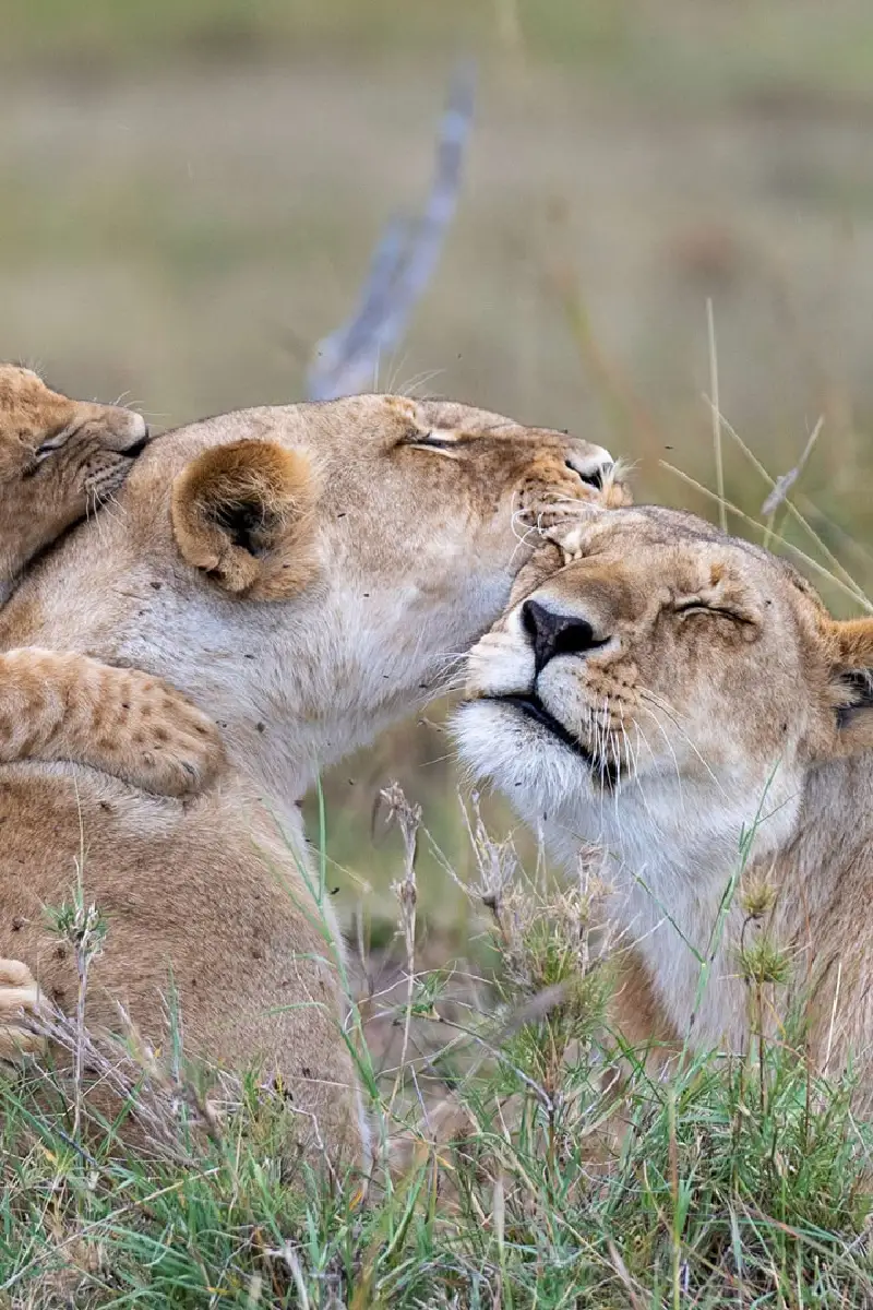 9 Days Kenya Classic Safari Adventure