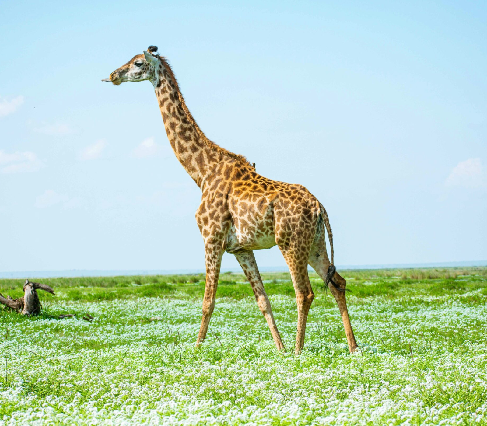 9-Days Kenya Classic Safari – Roundtrip From Nairobi Attractions