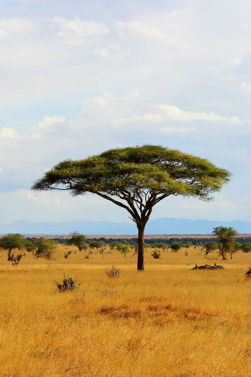 9-Days Kenya Classic Safari – Roundtrip From Nairobi
