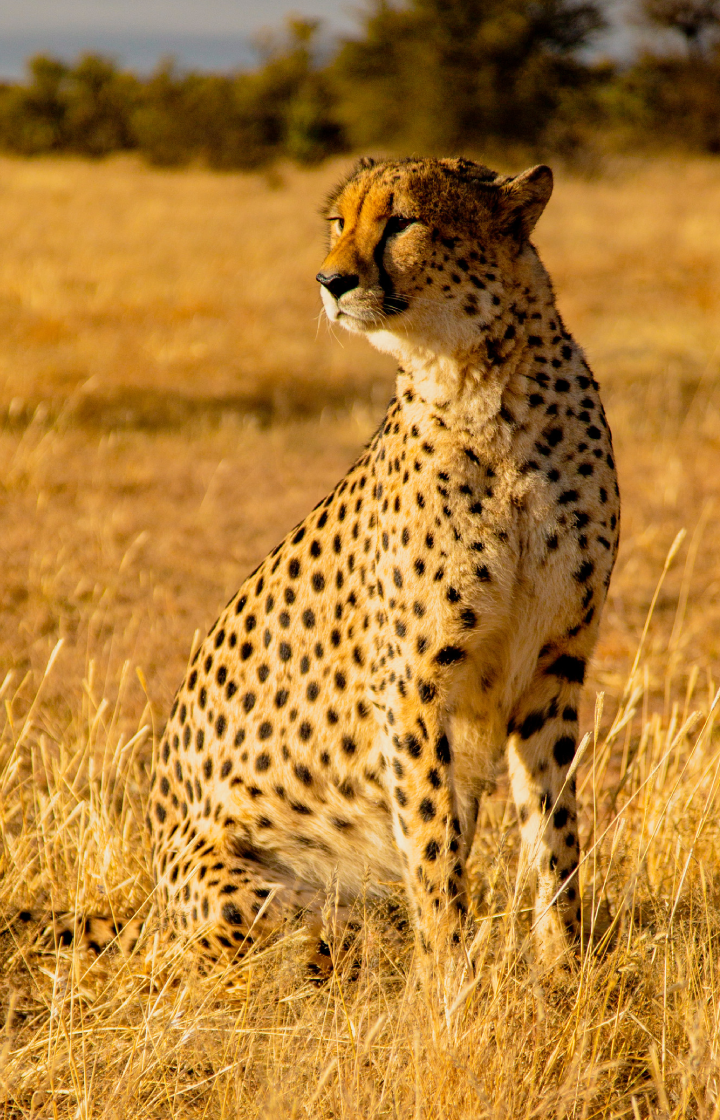 9 Days Kenya Family Safari wildlife