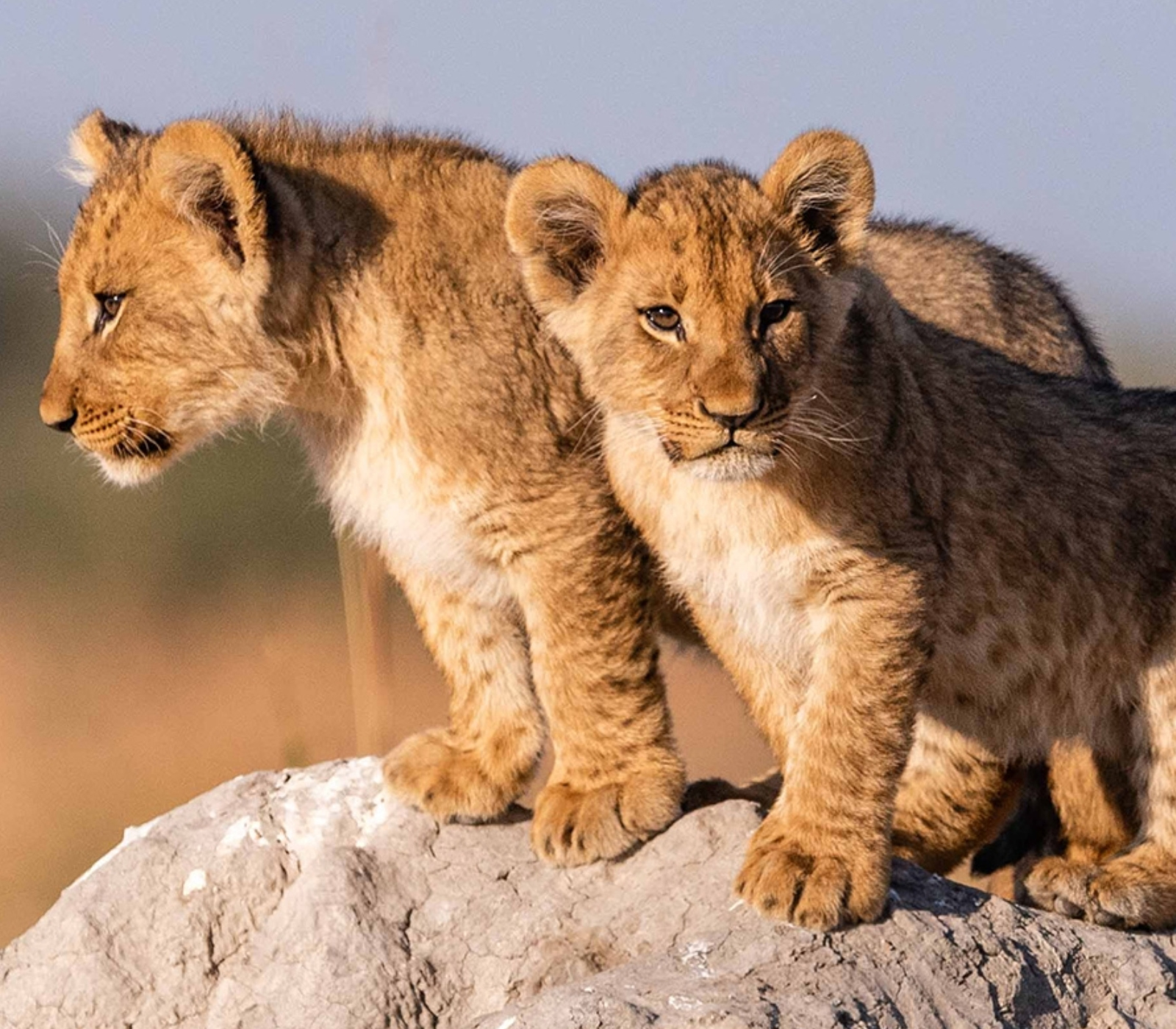 9 Days Kenya Family Safari Attractions