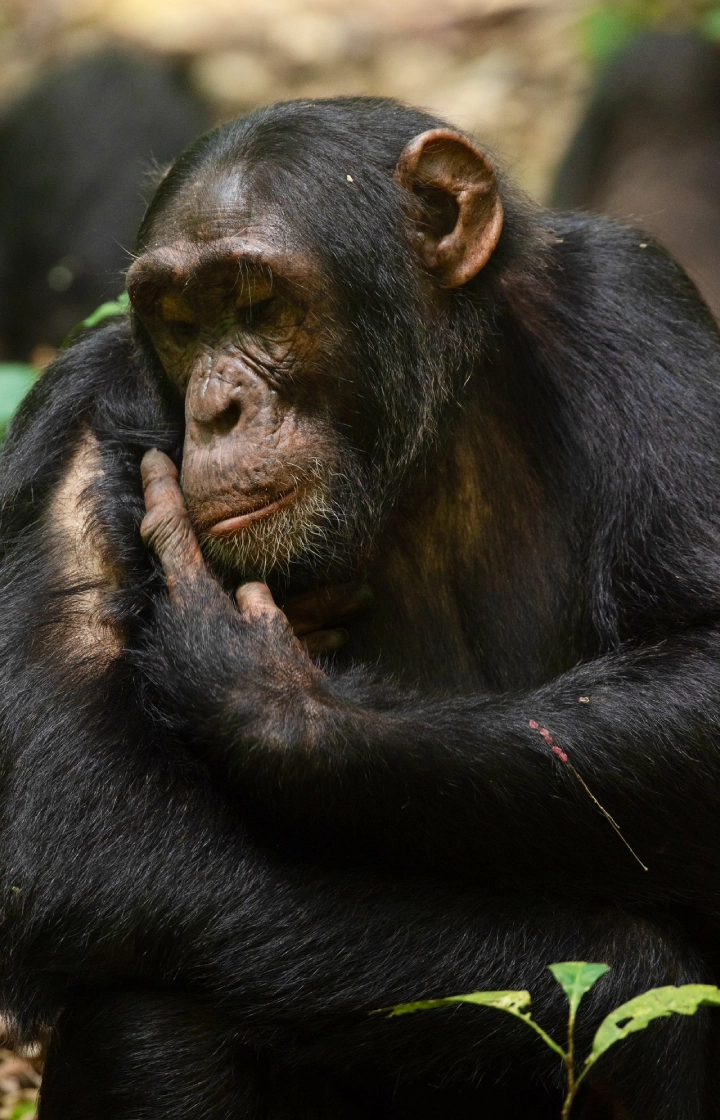 9 Days Uganda Highlights Luxury Safari wildlife