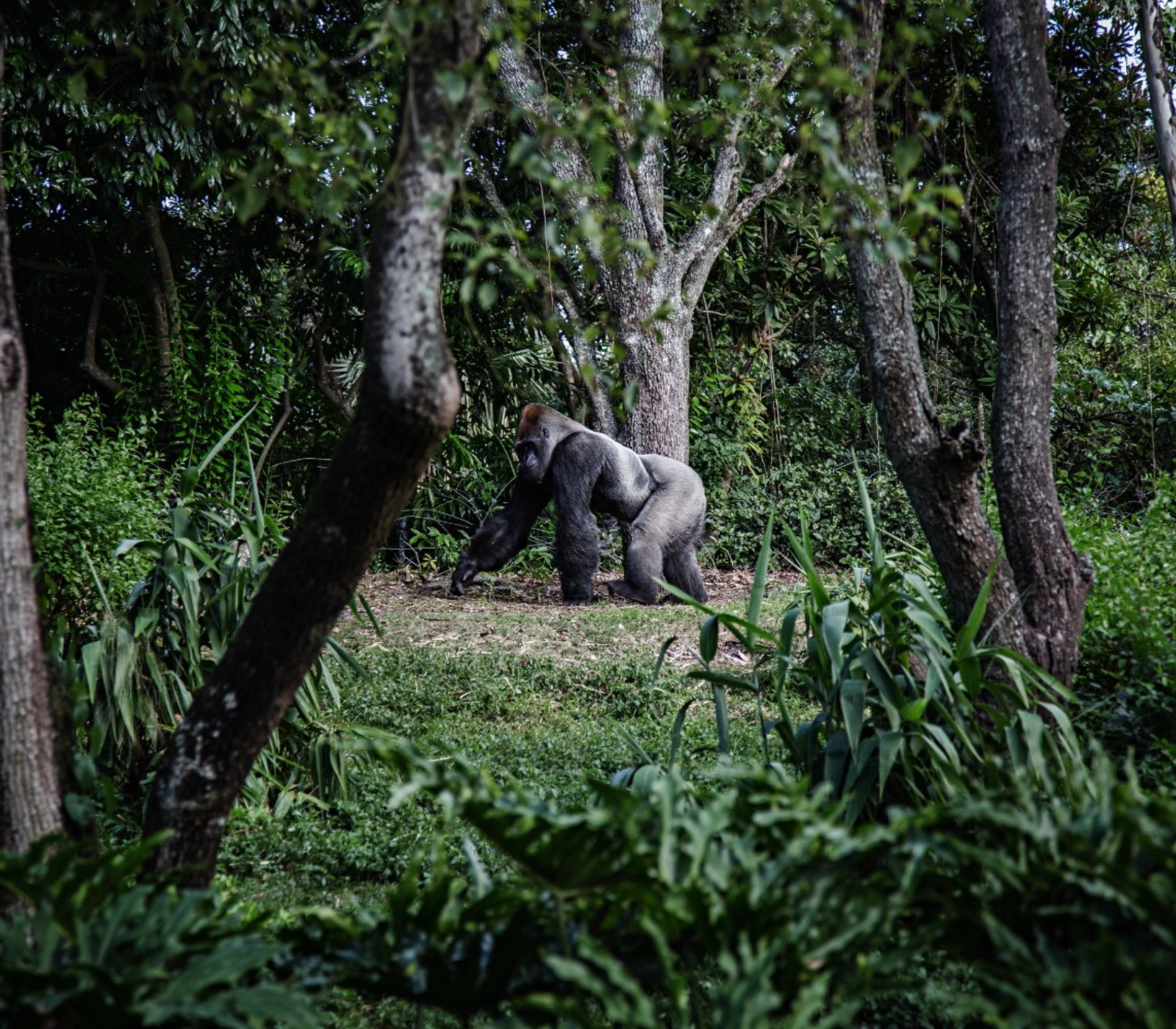 9 Days Uganda Highlights Luxury Safari Attractions