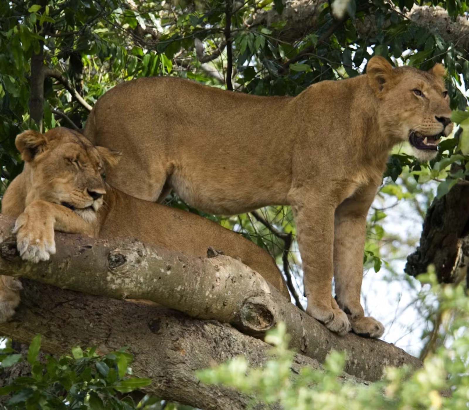 9 Days Uganda Highlights Luxury Safari Attractions