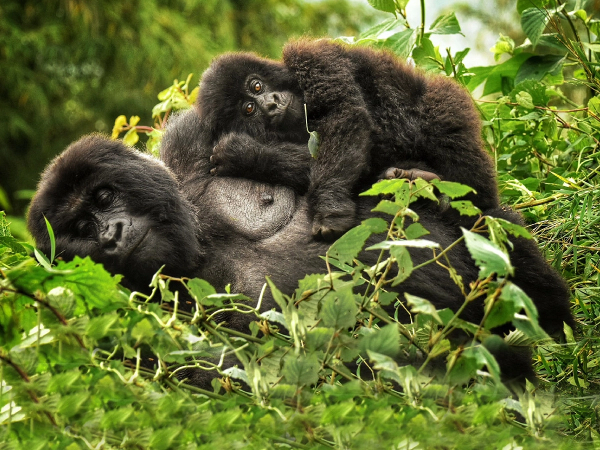 9 Days Uganda Highlights Luxury Safari