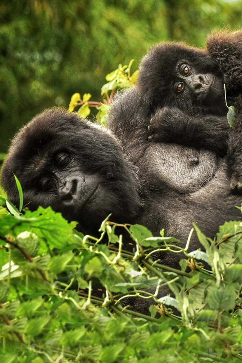 9 Days Uganda Highlights Luxury Safari