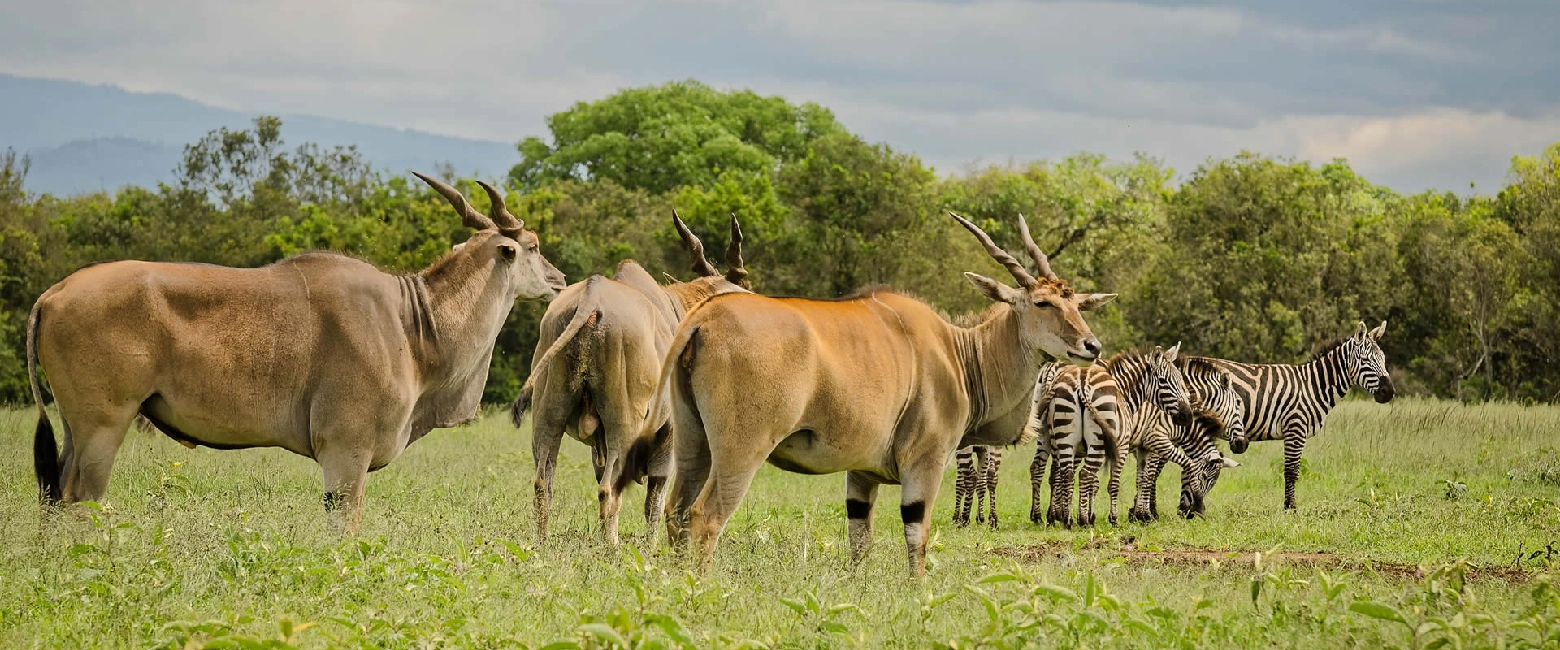 Aberdare National Park Wildlife