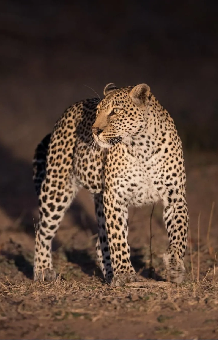 Aberdare National Park Night Wildlife Viewing