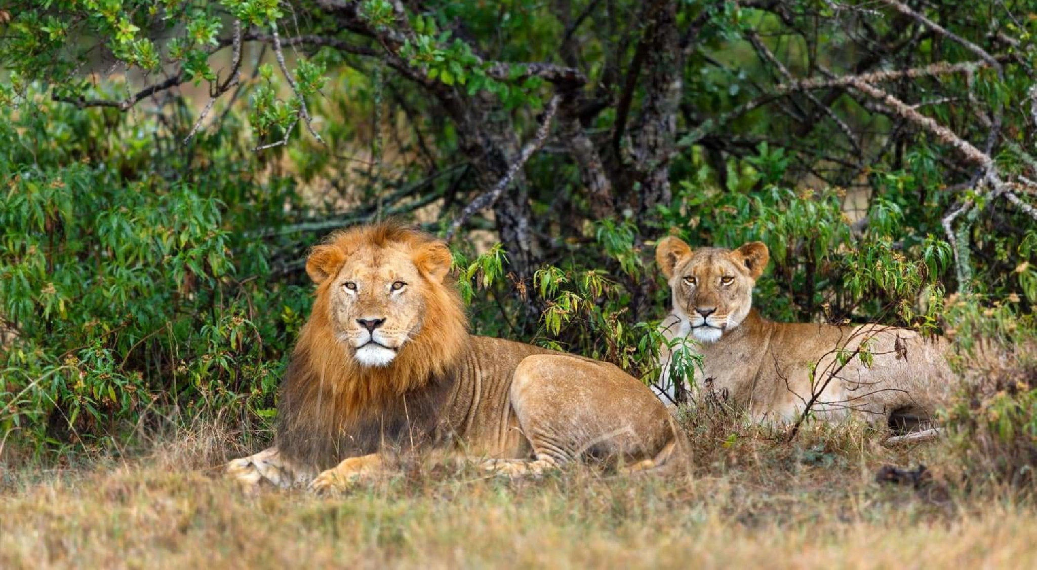 Go To Aberdare National Park