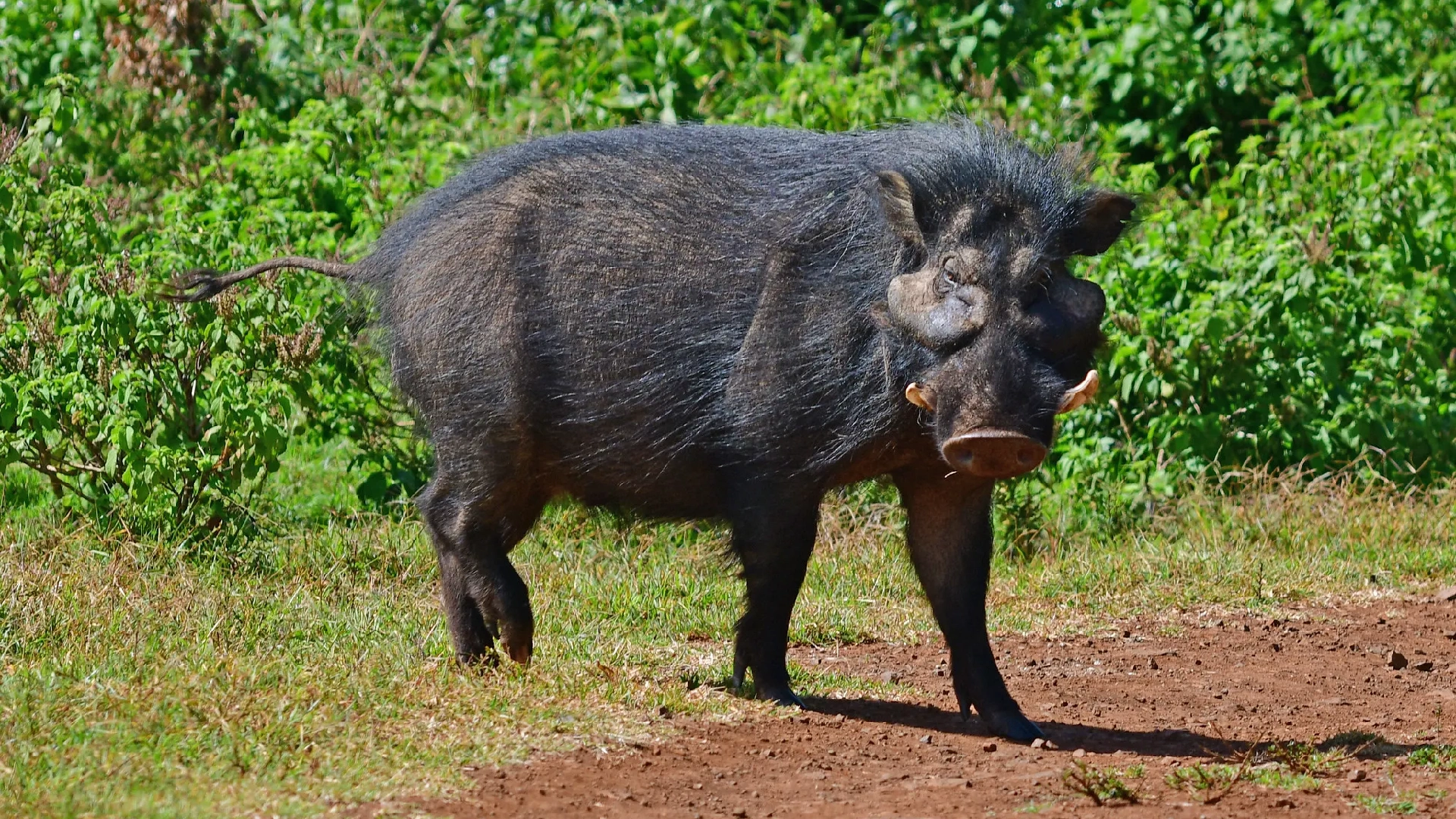 Aberdare National Park Attractions