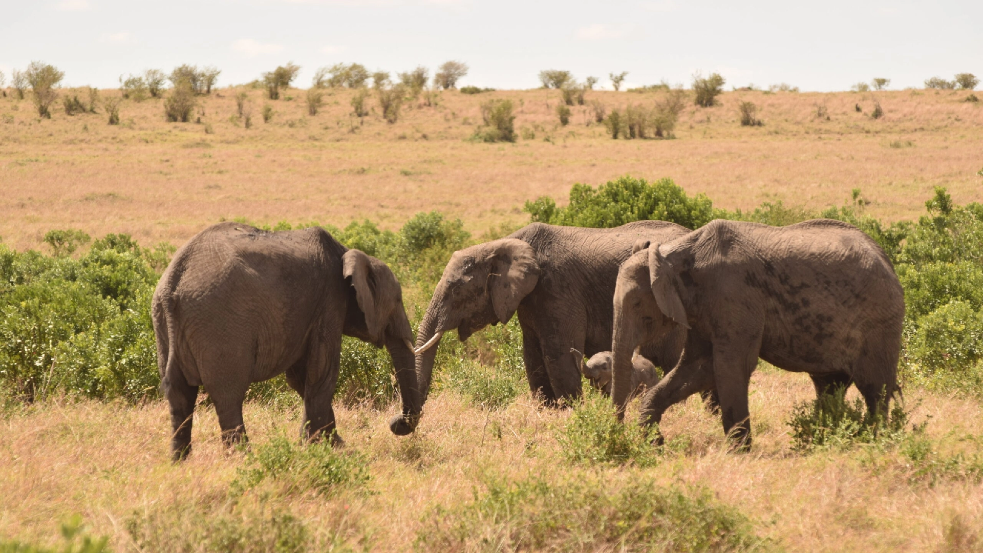 Aberdare National Park Attractions