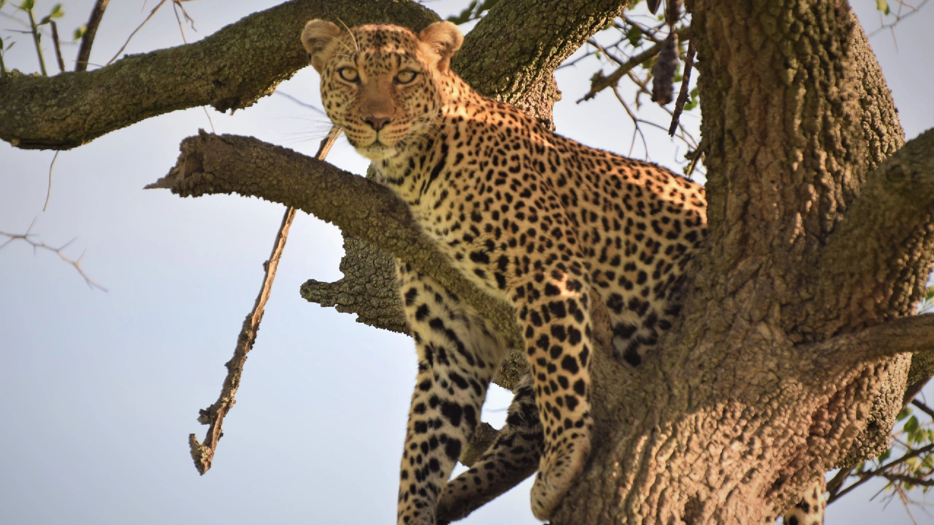 Aberdare National Park Attractions