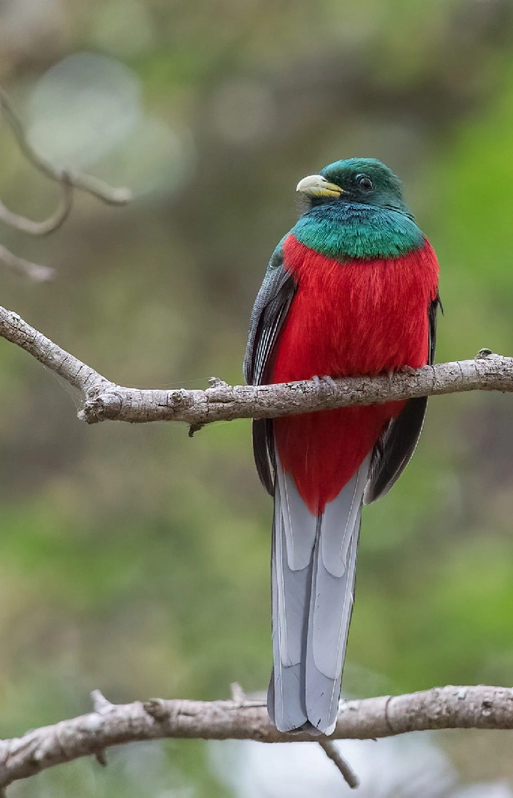 Aberdare National Park Bird Watching