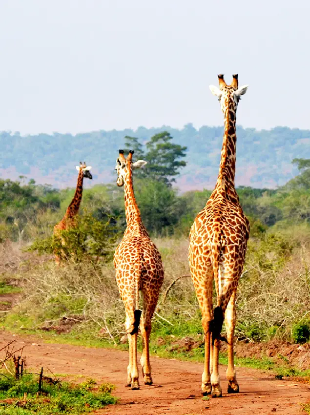 Akagera National Park Dry Seasons