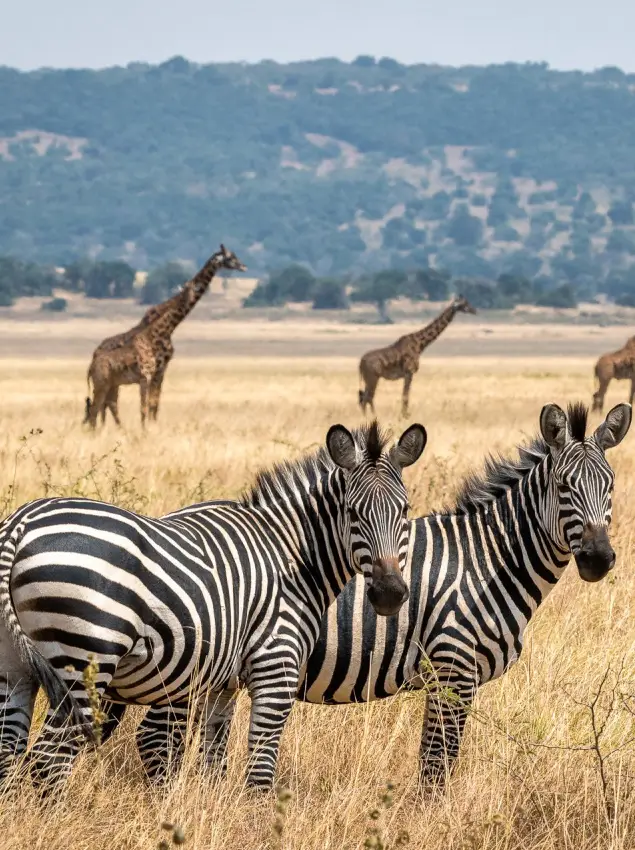 Akagera National Park Wet Seasons