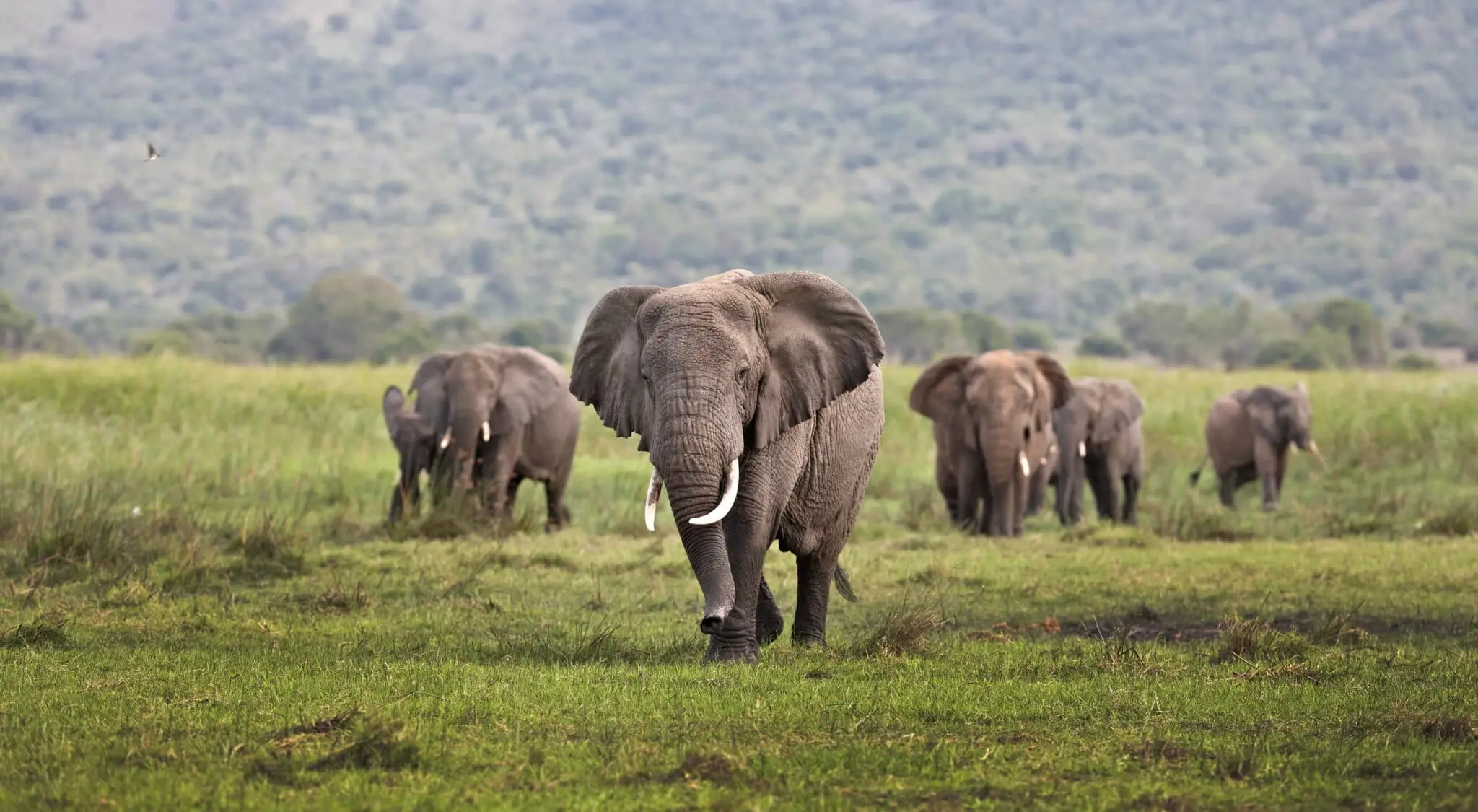  Akagera National Park Attraction