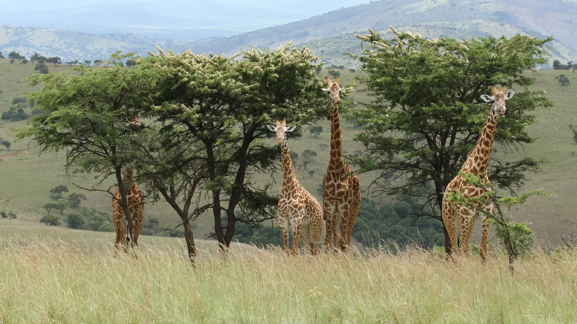 Akagera National Park Attraction