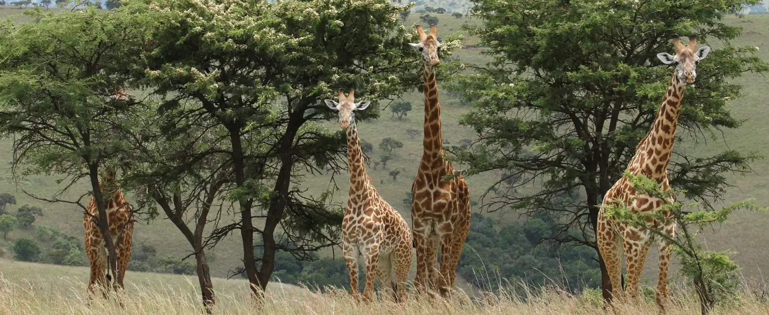 Akagera National Park Wildlife