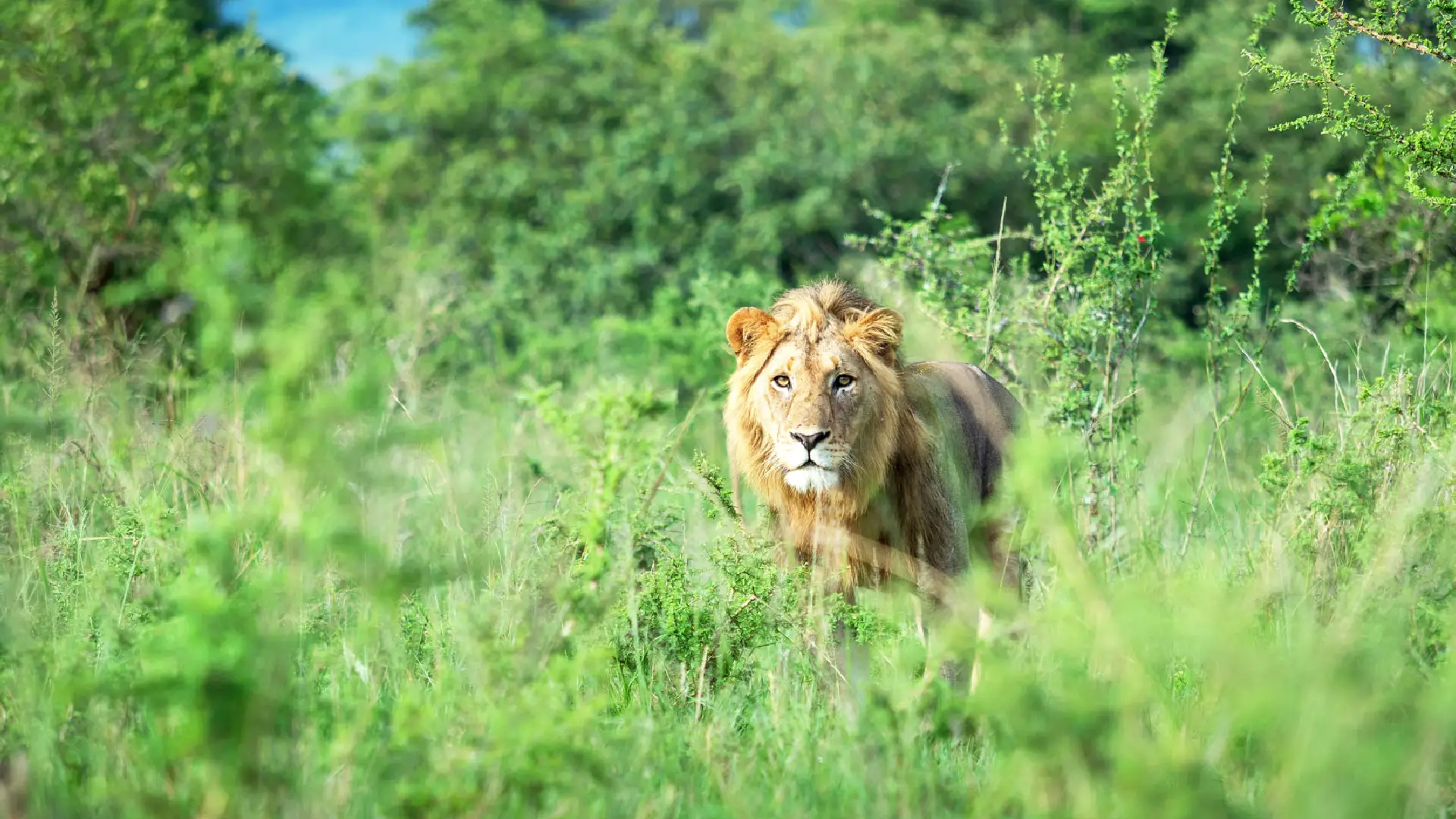 Akagera National Park Attraction