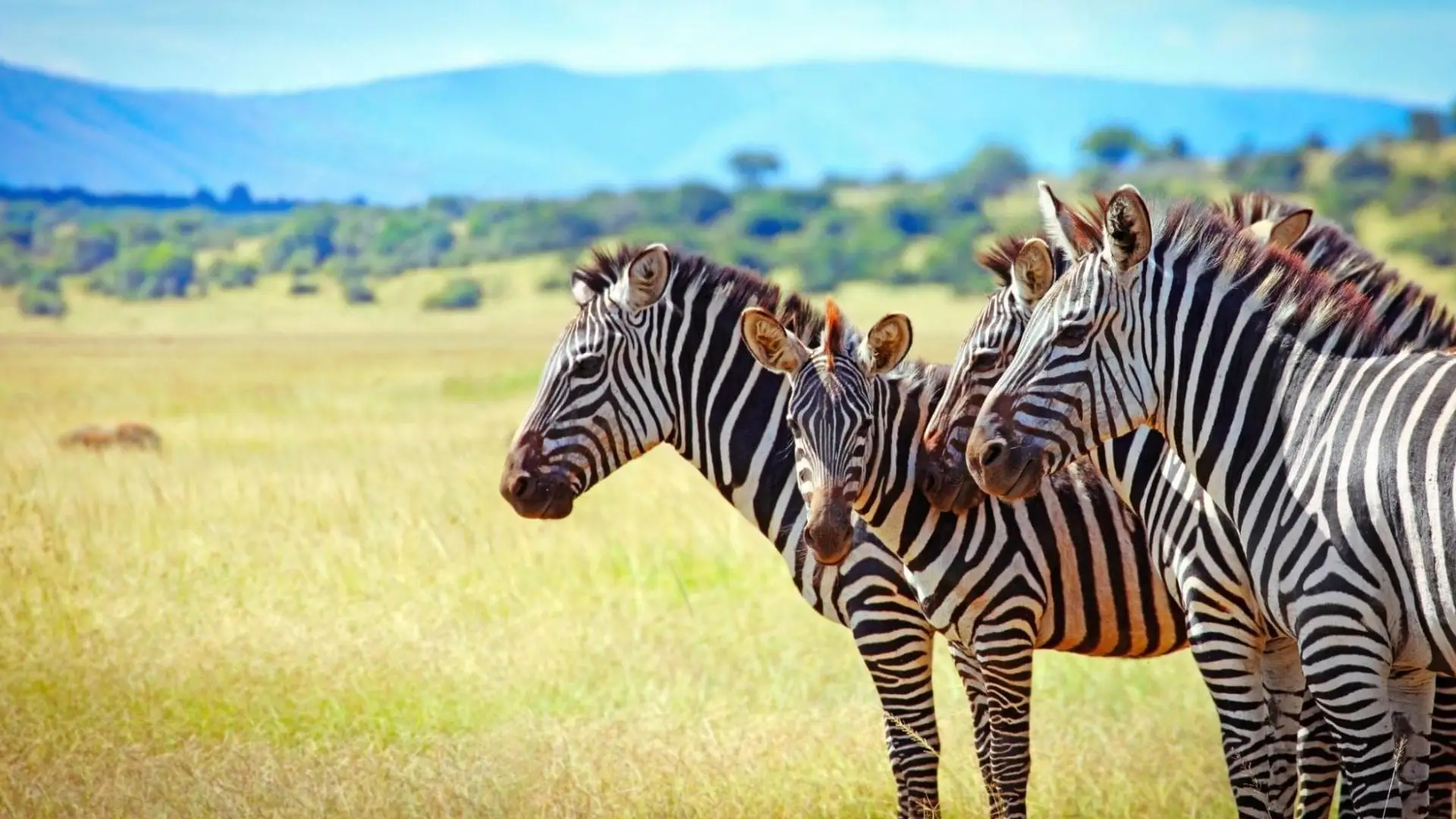 Akagera National Park Attraction