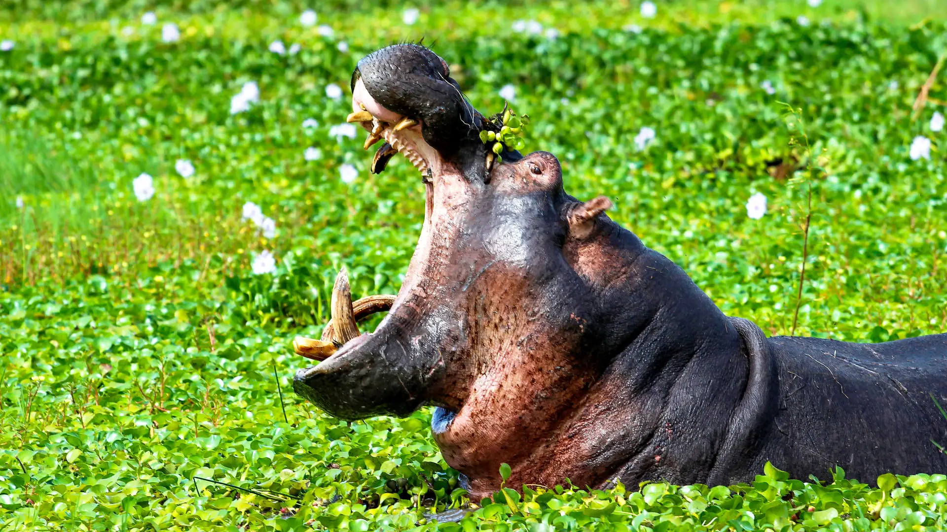 Akagera National Park Attraction