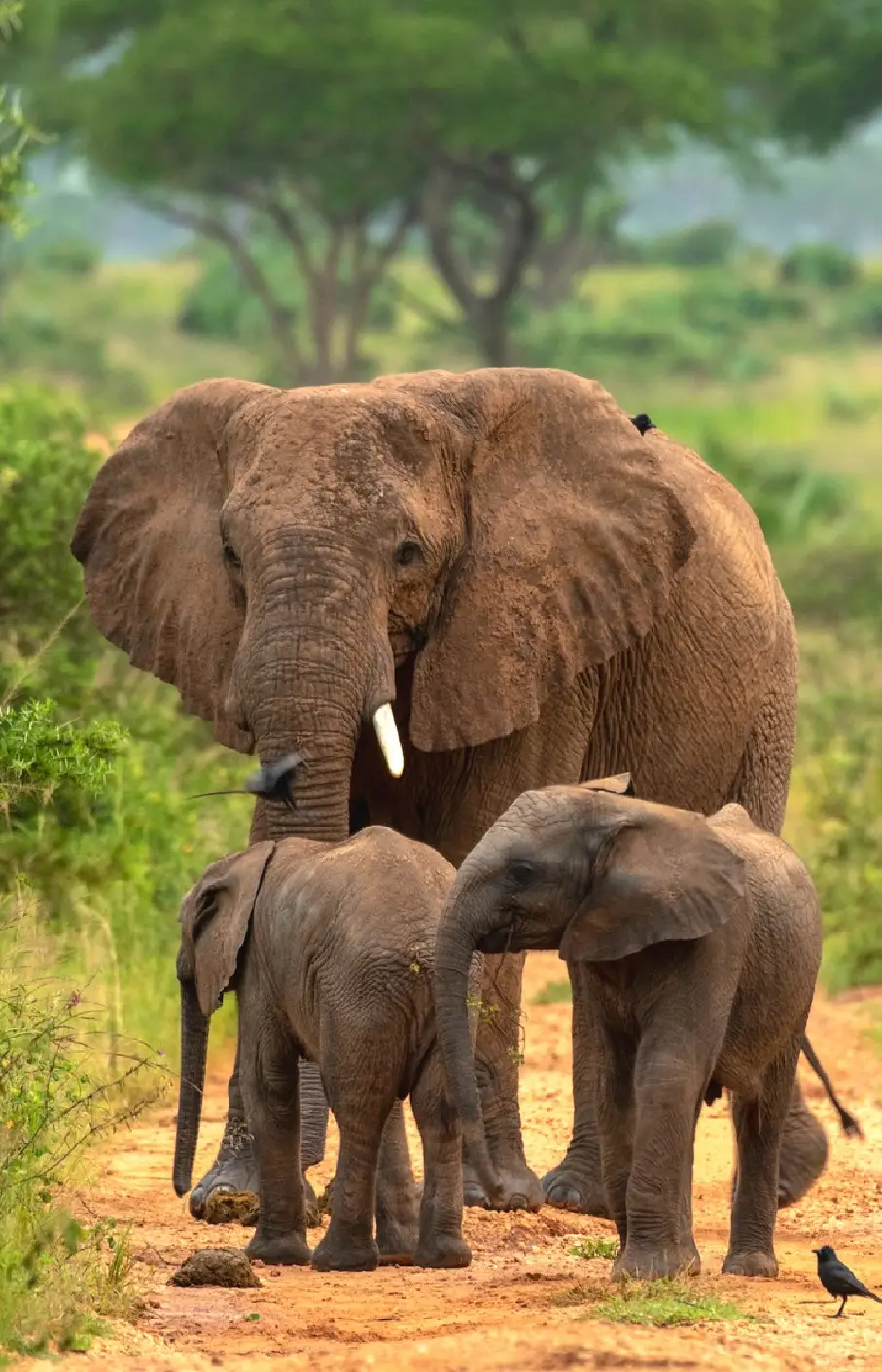 Akagera National Park Attraction