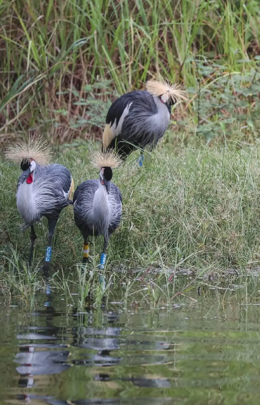 Akagera National Park Attraction