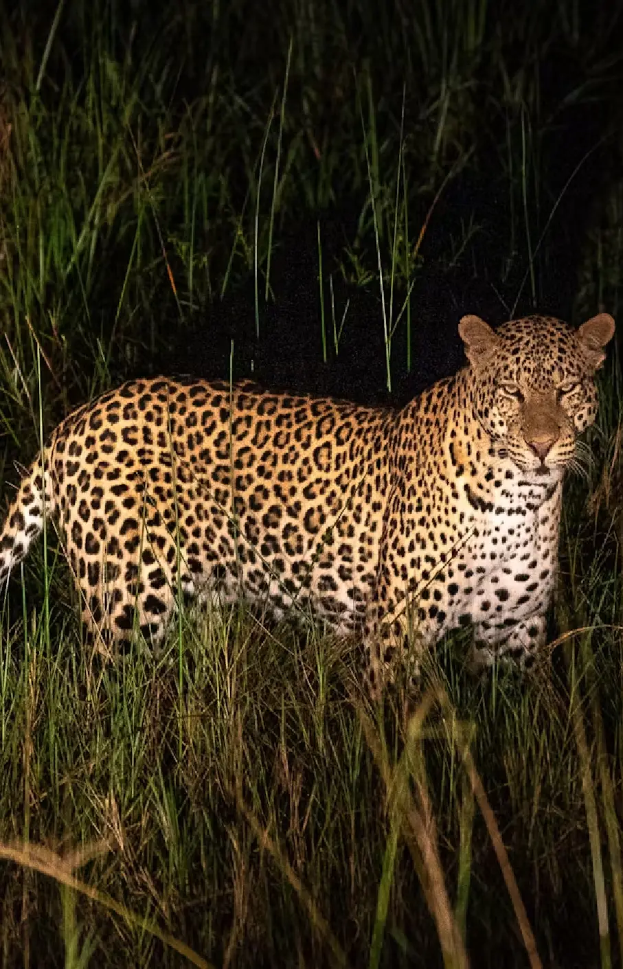 Akagera National Park  Attraction