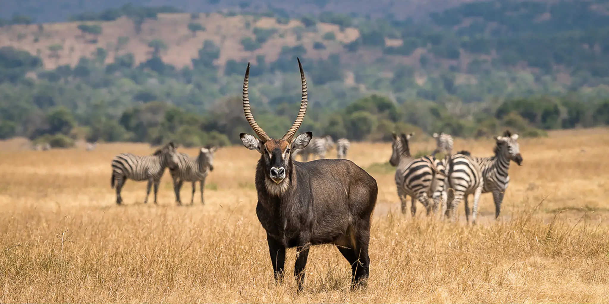 Akagera National Park