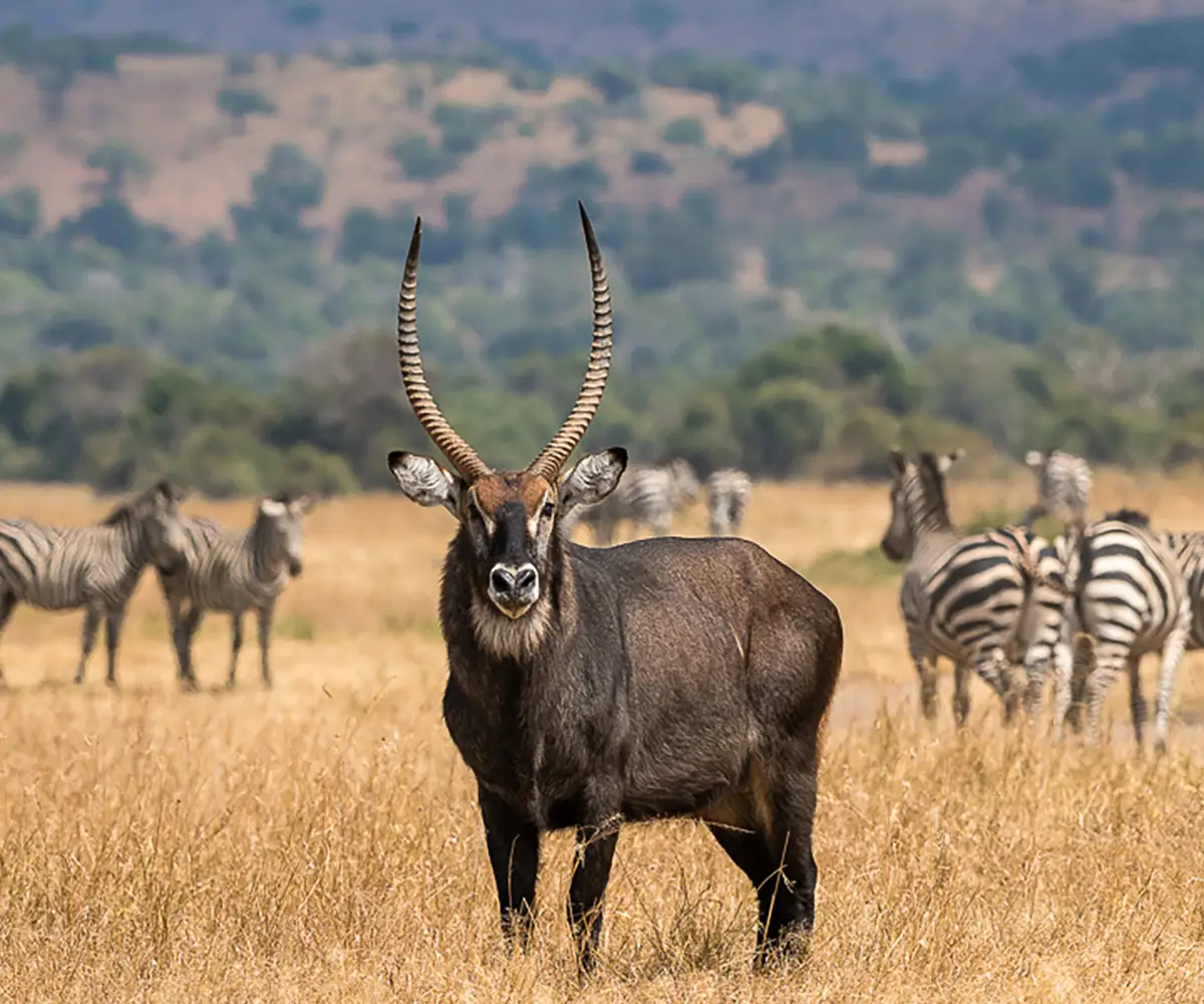 Akagera National Park