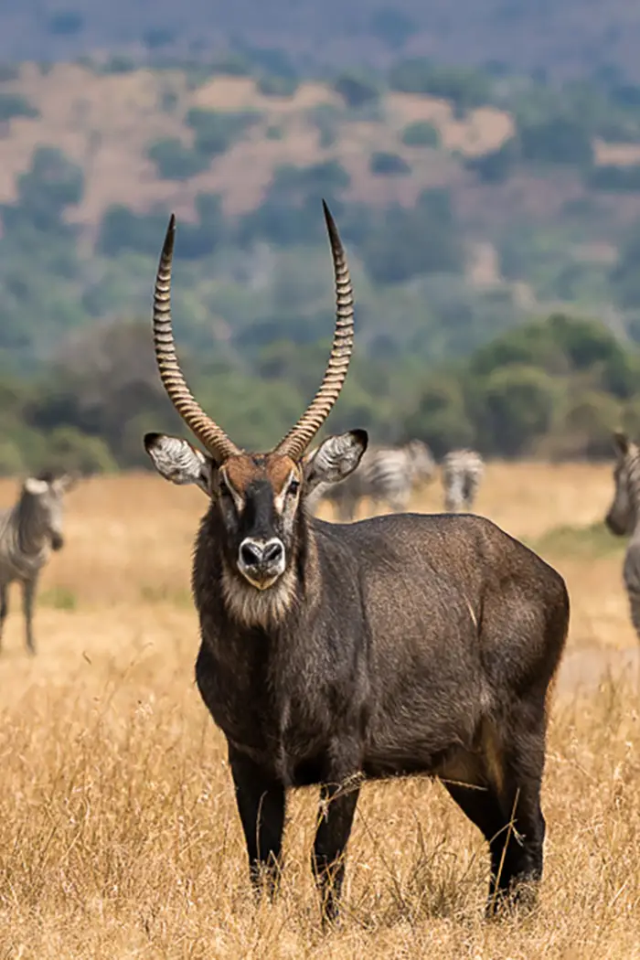 Rwanda Destinations Akagera National Park