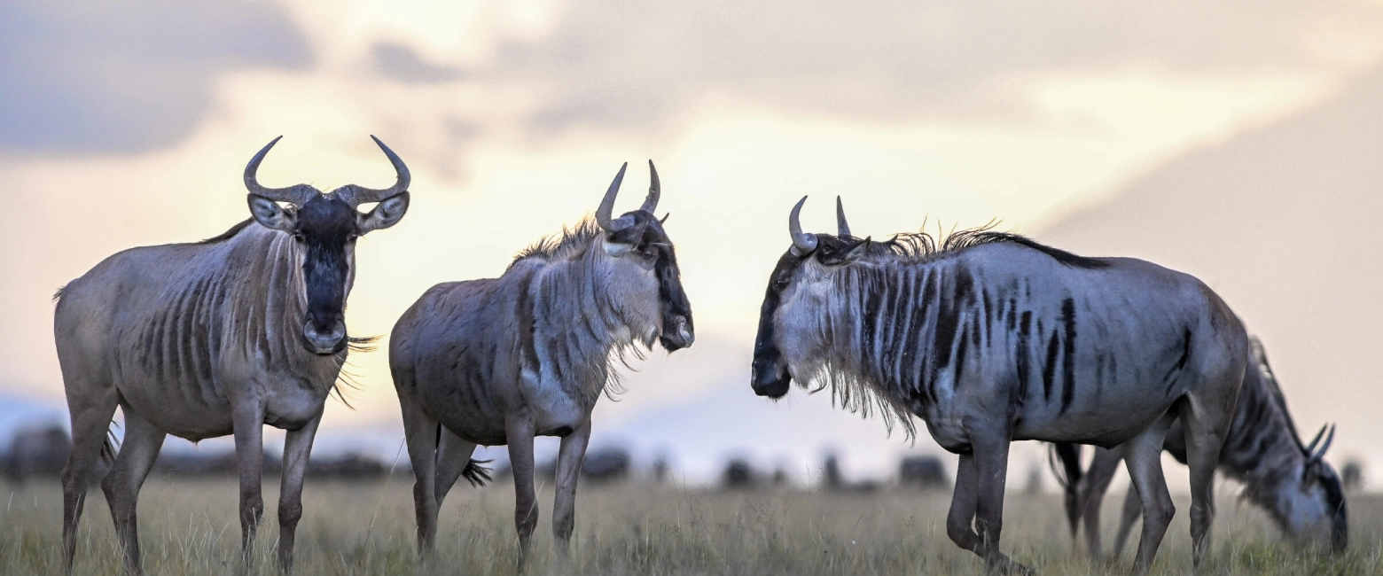 Amboseli National Park Wildlife