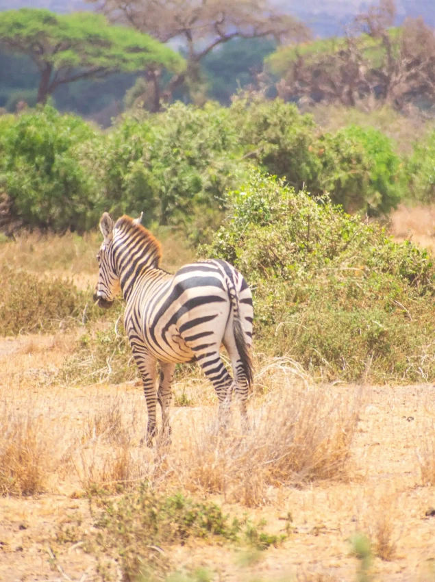 Amboseli National Park Dry Season