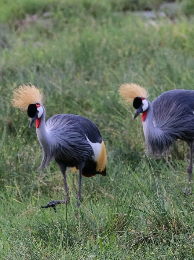 Amboseli National Park Wet Season