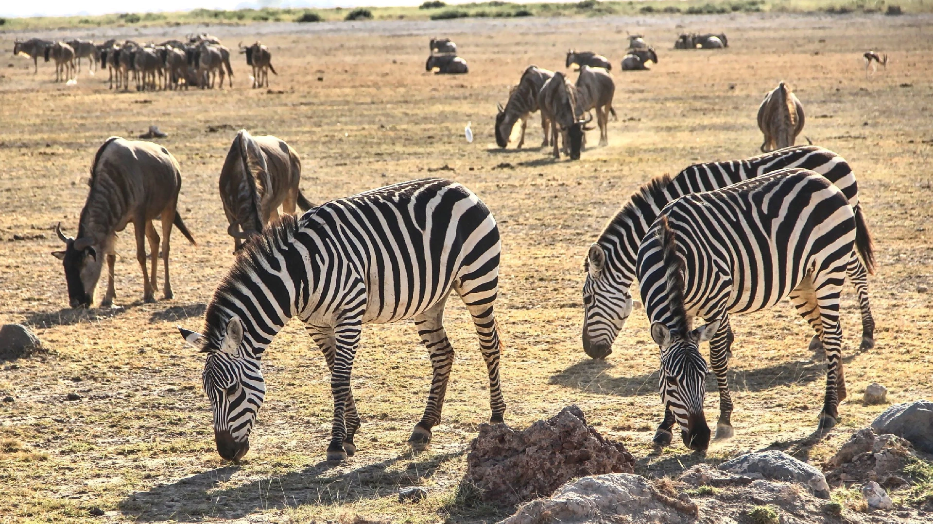 Amboseli National Park Attractions