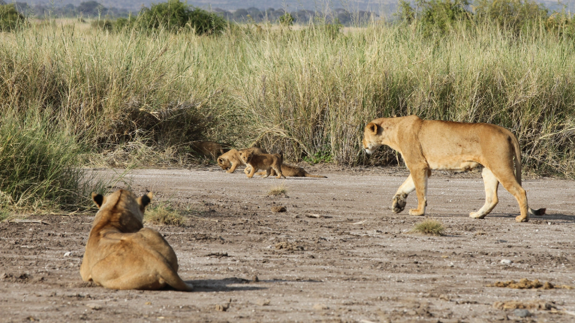 Amboseli National Park Attractions