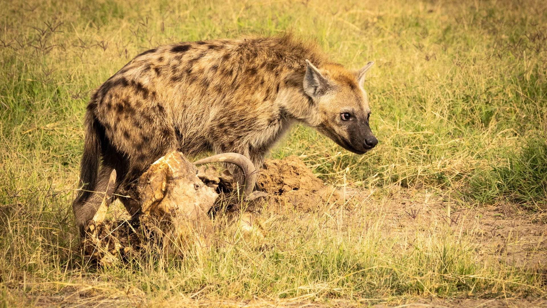 Amboseli National Park Attractions