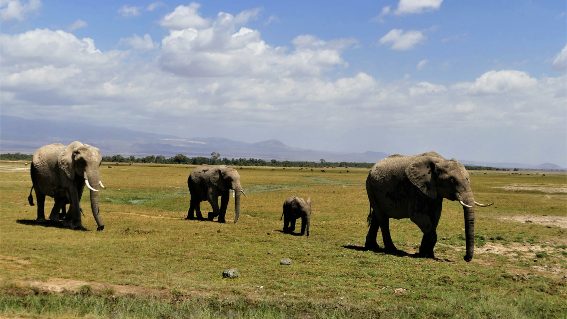Amboseli National Park Attractions