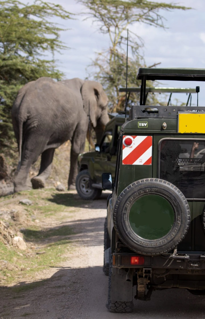 Amboseli National Park Game Drive Viewing