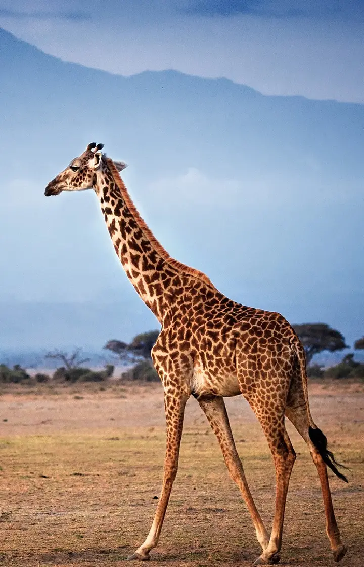 Amboseli National Park Day Trip Safari Wildlife 