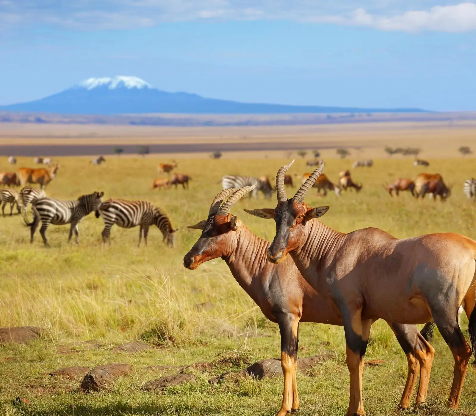 Amboseli National Park Day Trip Safari Attraction
