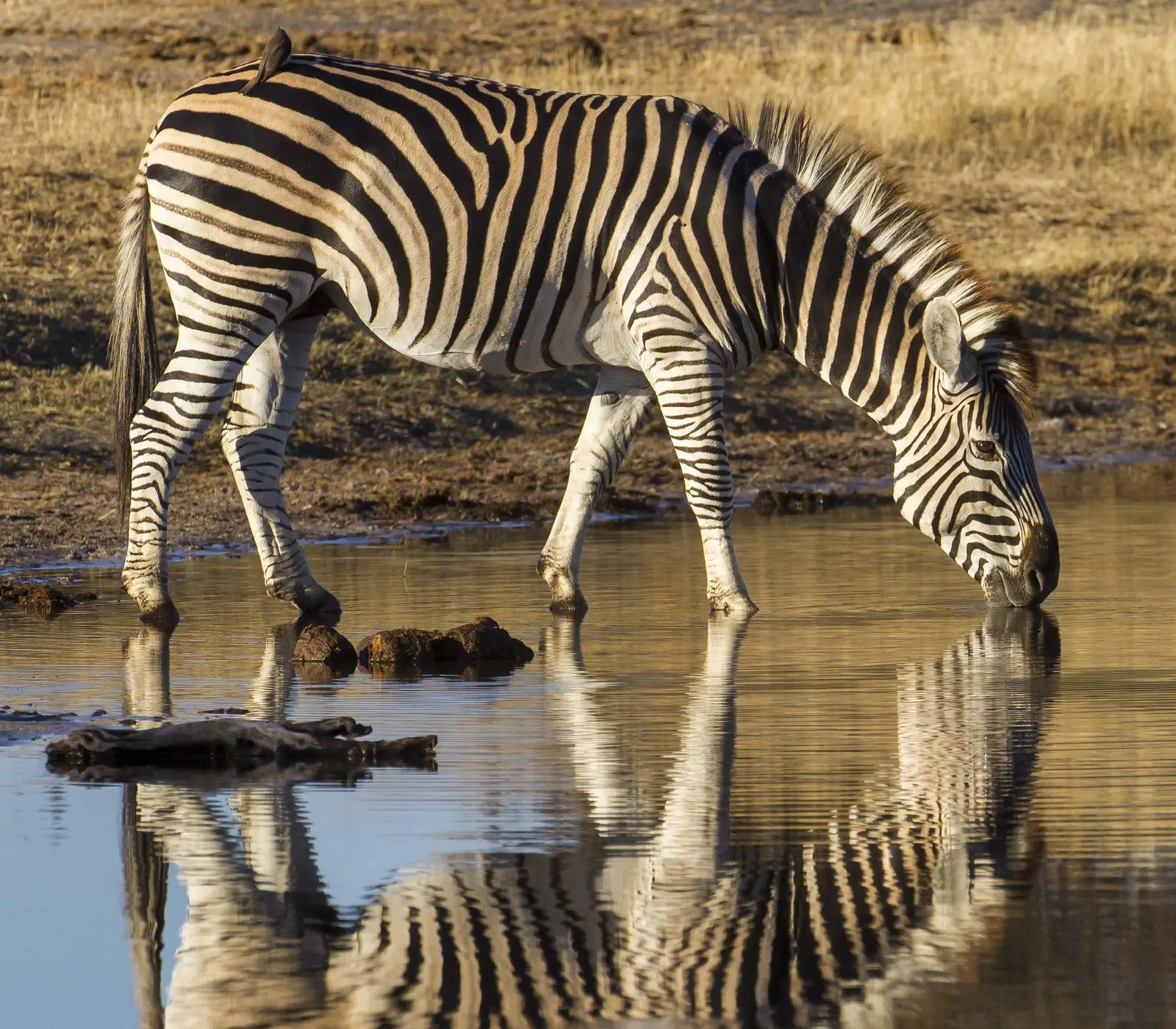 Amboseli National Park Day Trip Safari Attraction