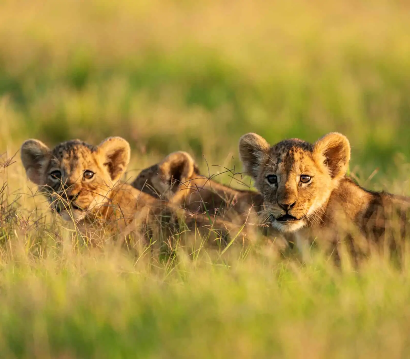 Amboseli National Park Day Trip Safari Attraction