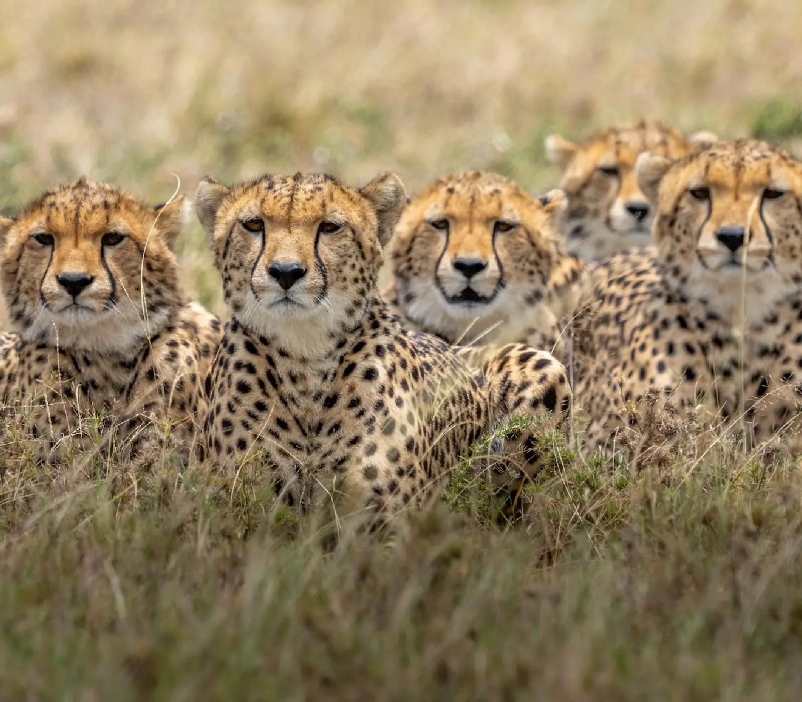 Amboseli National Park Day Trip Safari Attraction