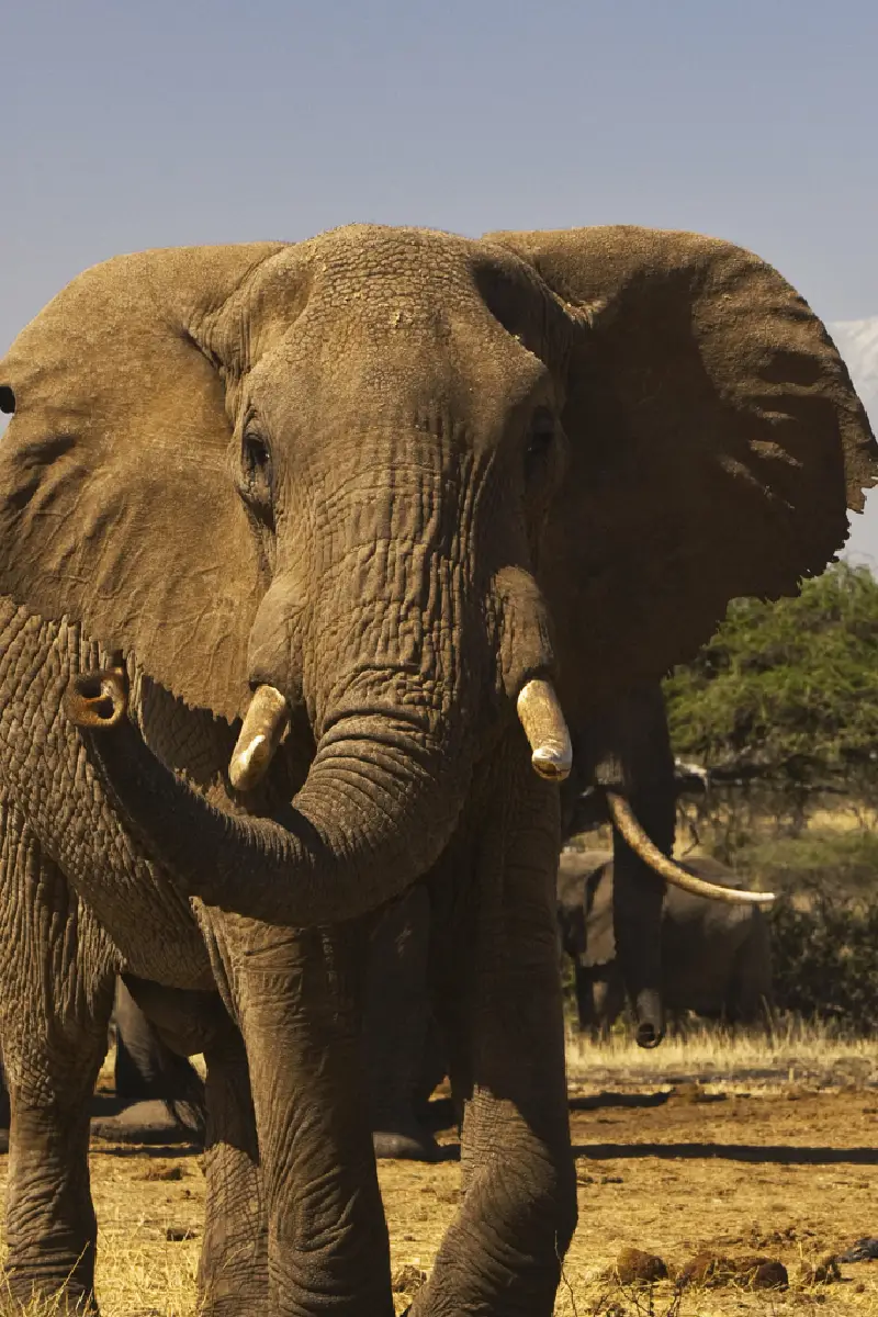 Amboseli National Park Day Trip Safari