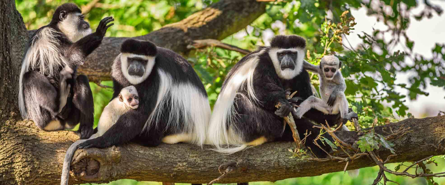 Arusha National Park Wildlife