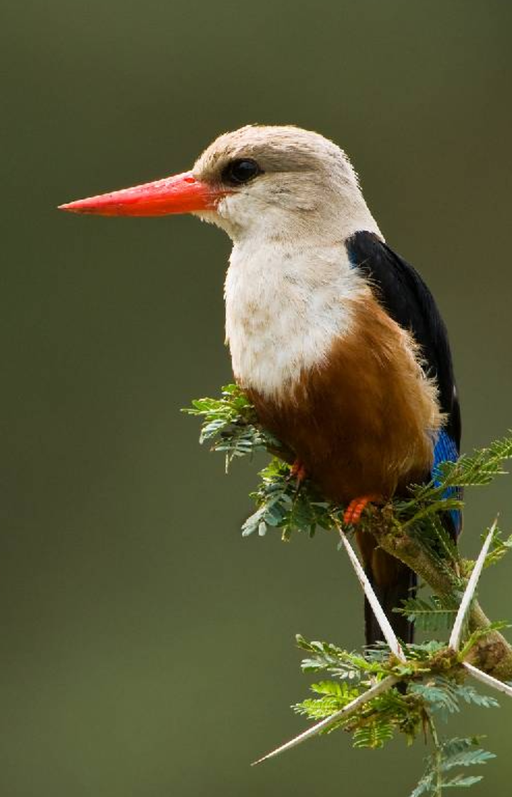 Arusha National Park Birdwatching