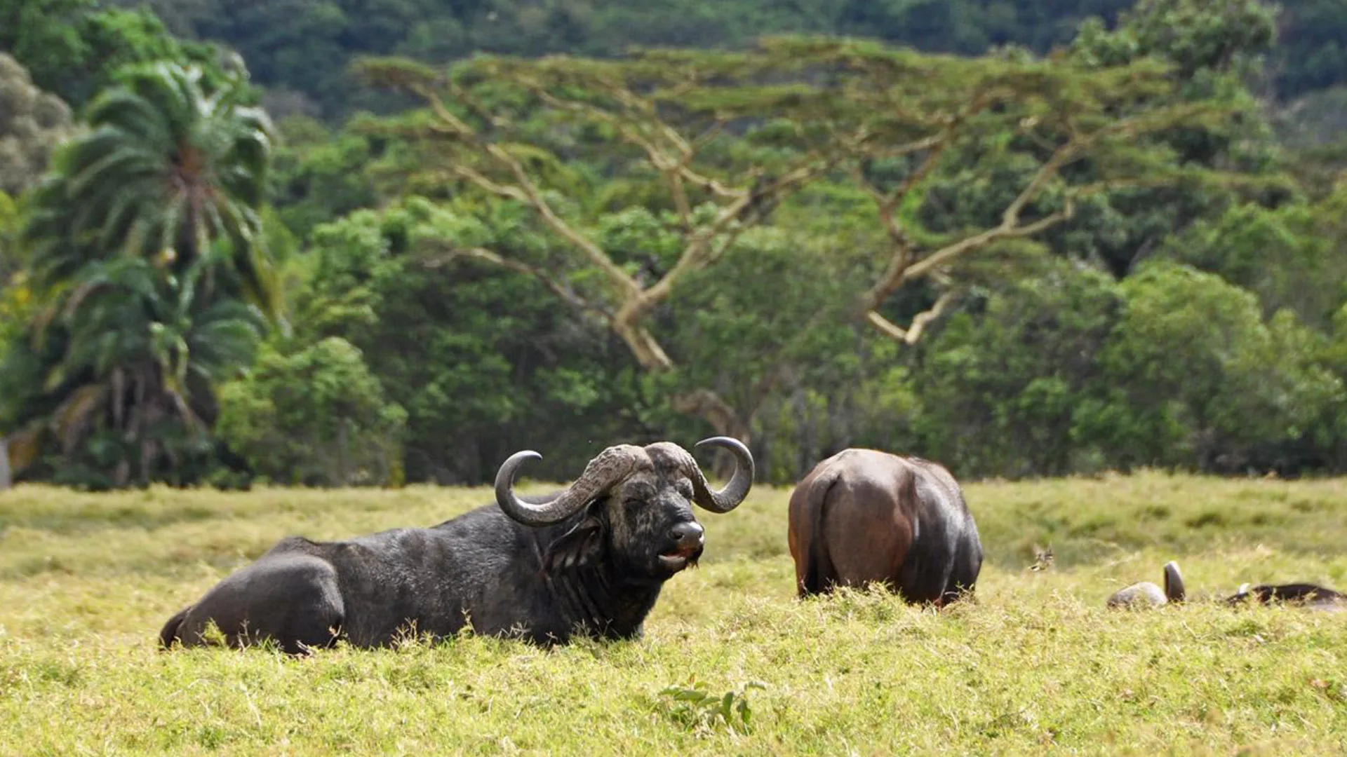 Arusha National Park Big Five