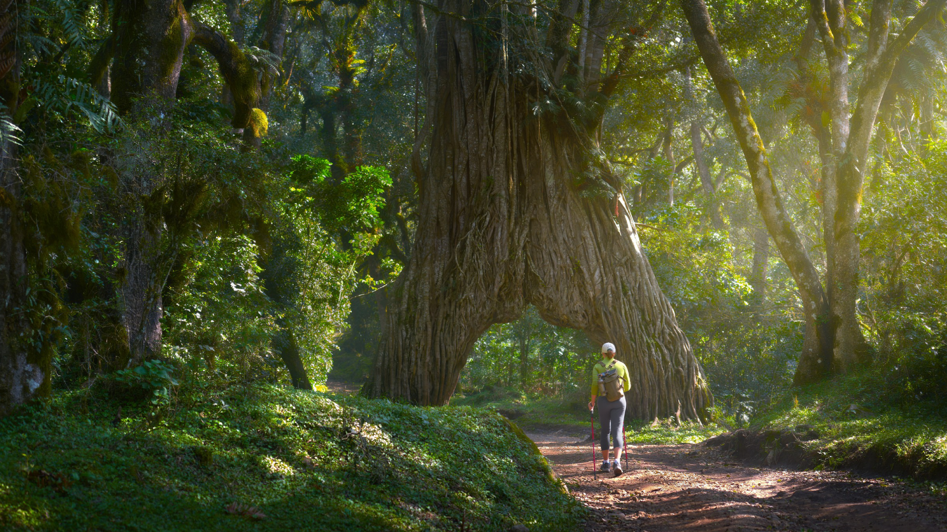 Arusha National Park Famous Tree