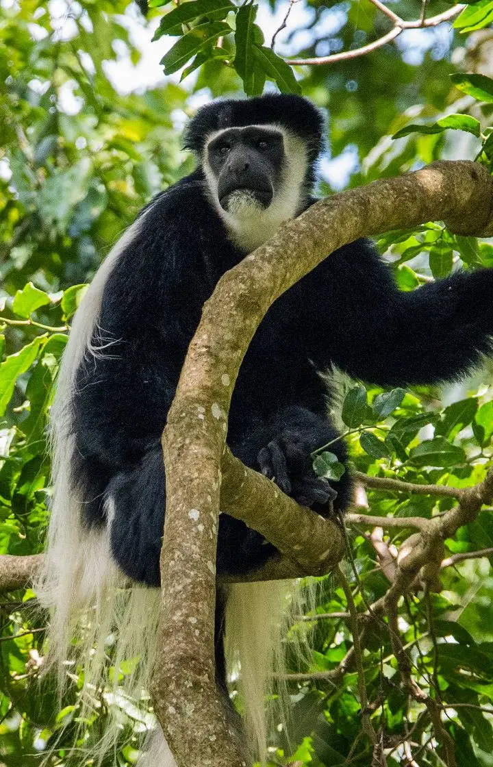 Arusha National Park Day Trip wildlife